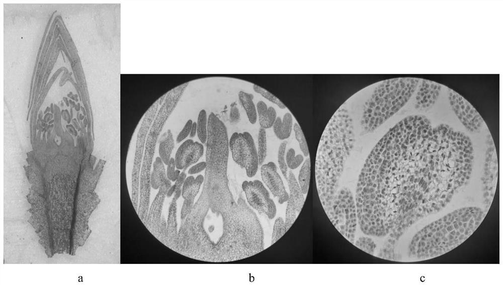 Paraffin section of camellia oleifera flower bud as well as preparation method and application of paraffin section