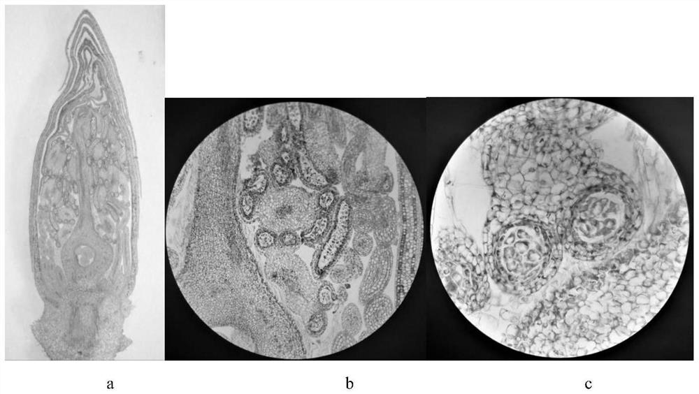 Paraffin section of camellia oleifera flower bud as well as preparation method and application of paraffin section