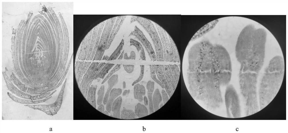 Paraffin section of camellia oleifera flower bud as well as preparation method and application of paraffin section