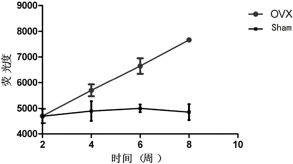 Kit for early prediction of osteoporosis