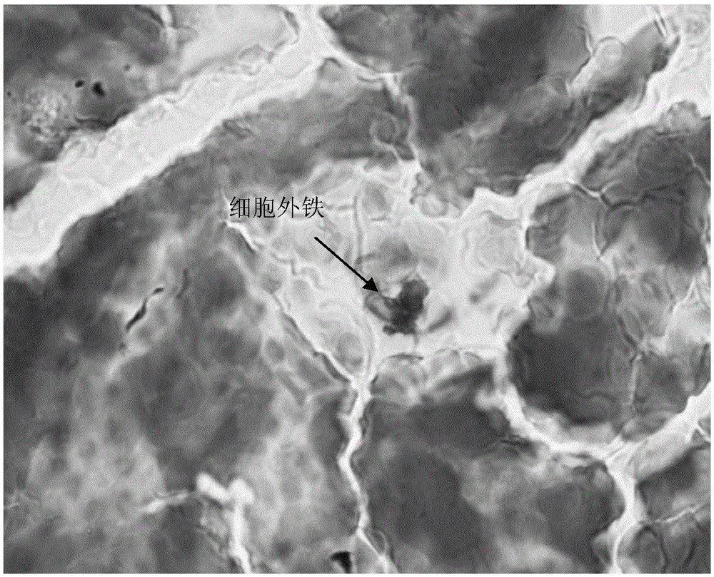 Iron staining (IS) fluid (chemical staining method)