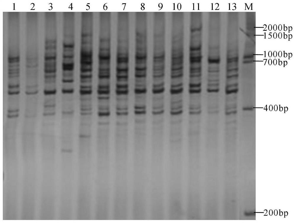 A Method for Analyzing Tsaoguo Genetic Diversity Using Scot Molecular Markers