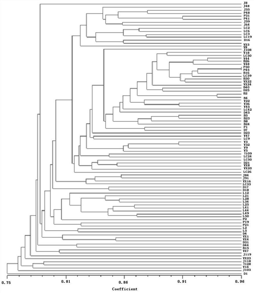 A Method for Analyzing Tsaoguo Genetic Diversity Using Scot Molecular Markers