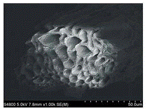 A method for preparing cow dung biochar that inhibits nitrogen fertilizer leaching loss