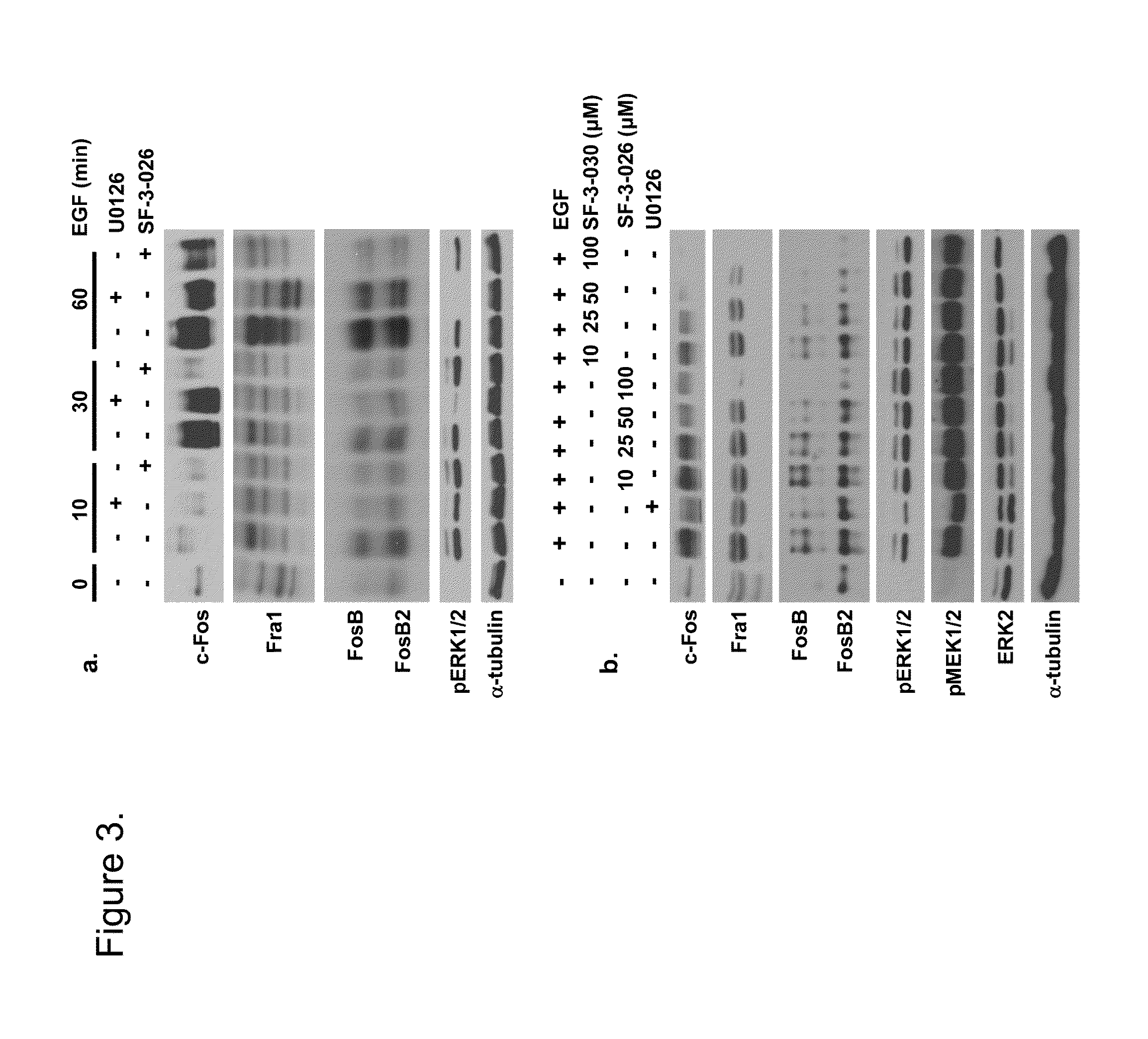 Non-ATP dependent inhibitors of extracellular signal-regulated kinase (ERK)