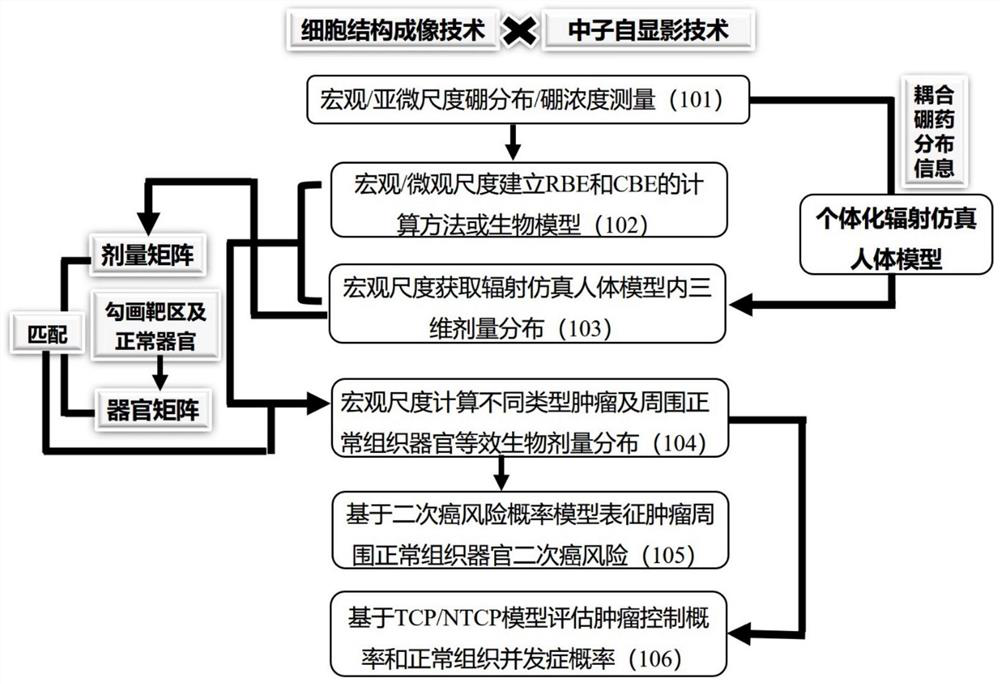 Biological dose calculation method for boron neutron capture therapy