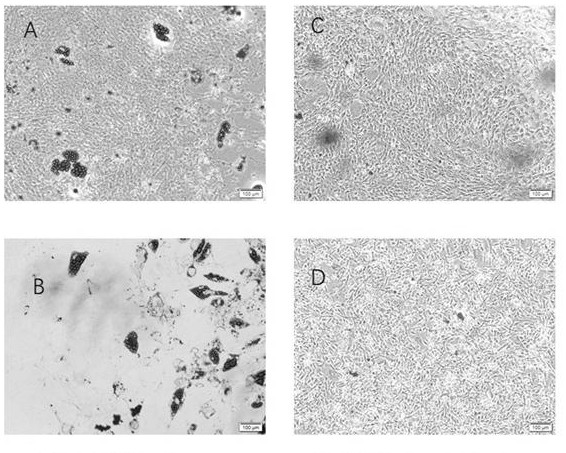 Method of purifying pluripotent vascular progenitor cells from perinatal tissue