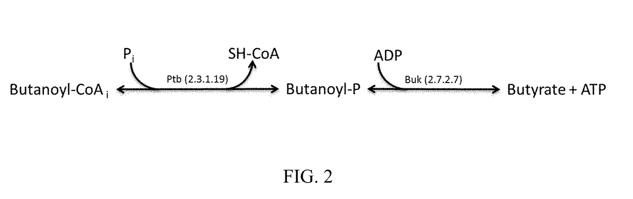 Genetically engineered bacterium comprising energy-generating fermentation pathway