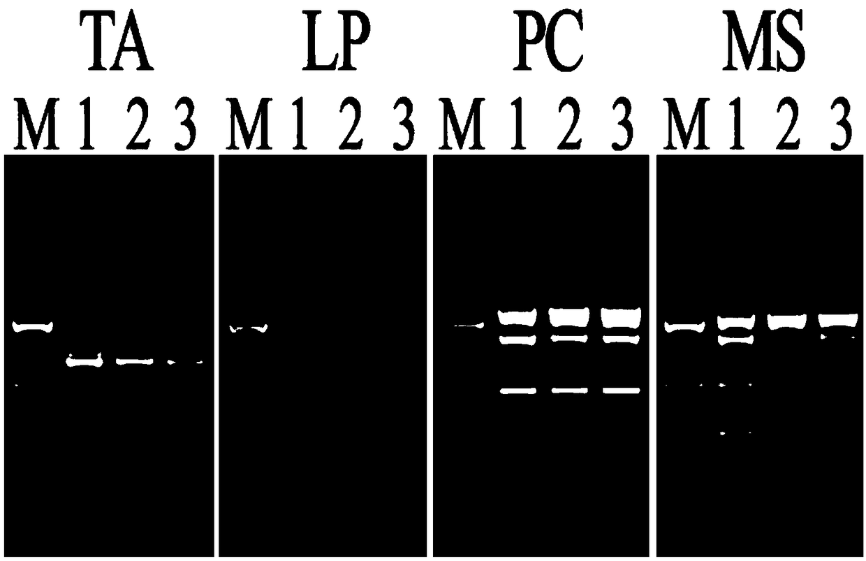 Non-toxic extract composition GPR.1 capable of efficiently extracting plant genome DNA and extraction method