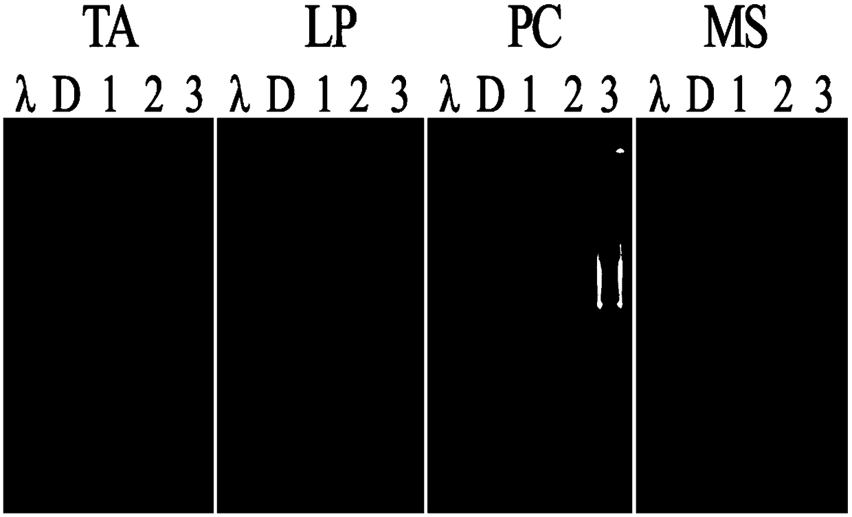 Non-toxic extract composition GPR.1 capable of efficiently extracting plant genome DNA and extraction method