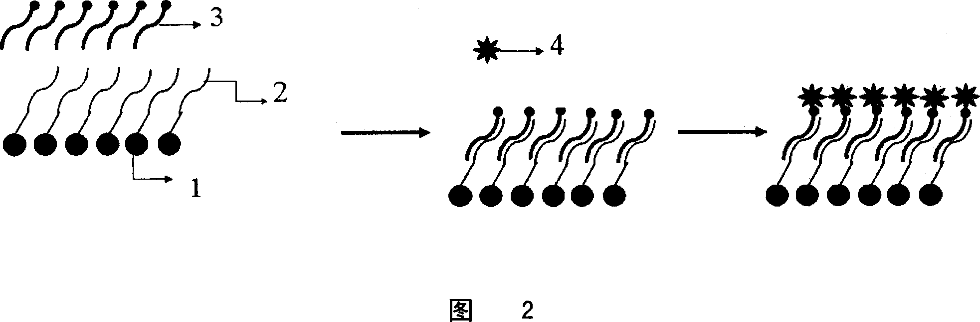 Chip and detecting reagent kit for detecting gastricism relevant indication marks object