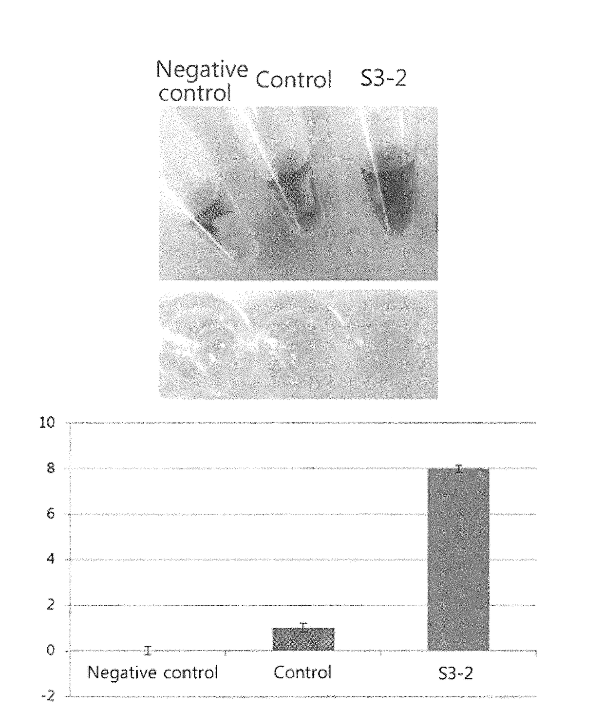 Skin-permeating peptide