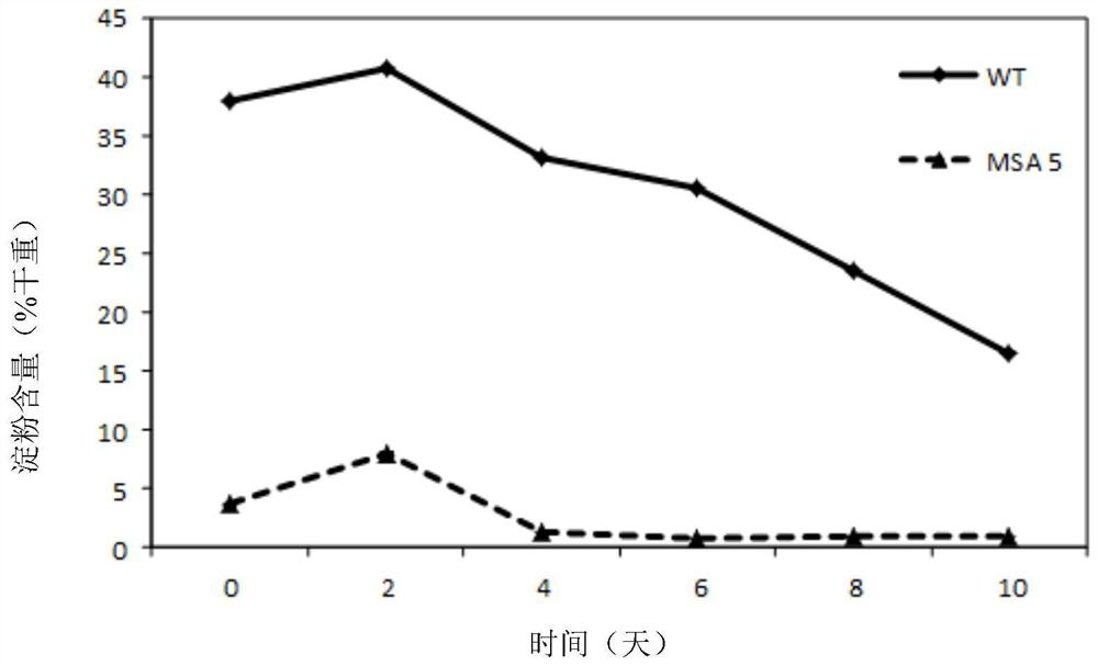 Starch-deficient mutant strain of Scenedesmus apicula and its application