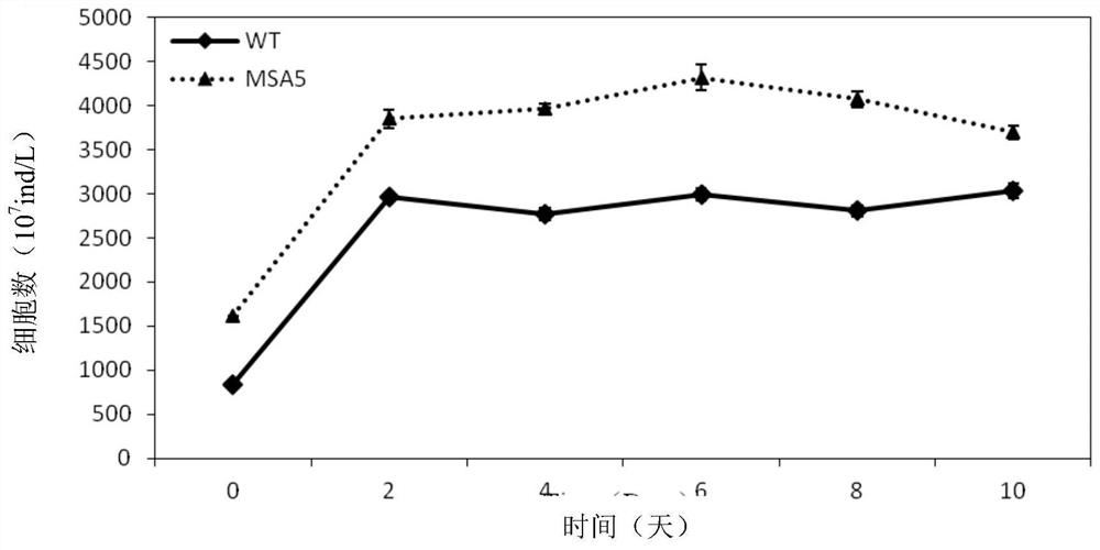 Starch-deficient mutant strain of Scenedesmus apicula and its application