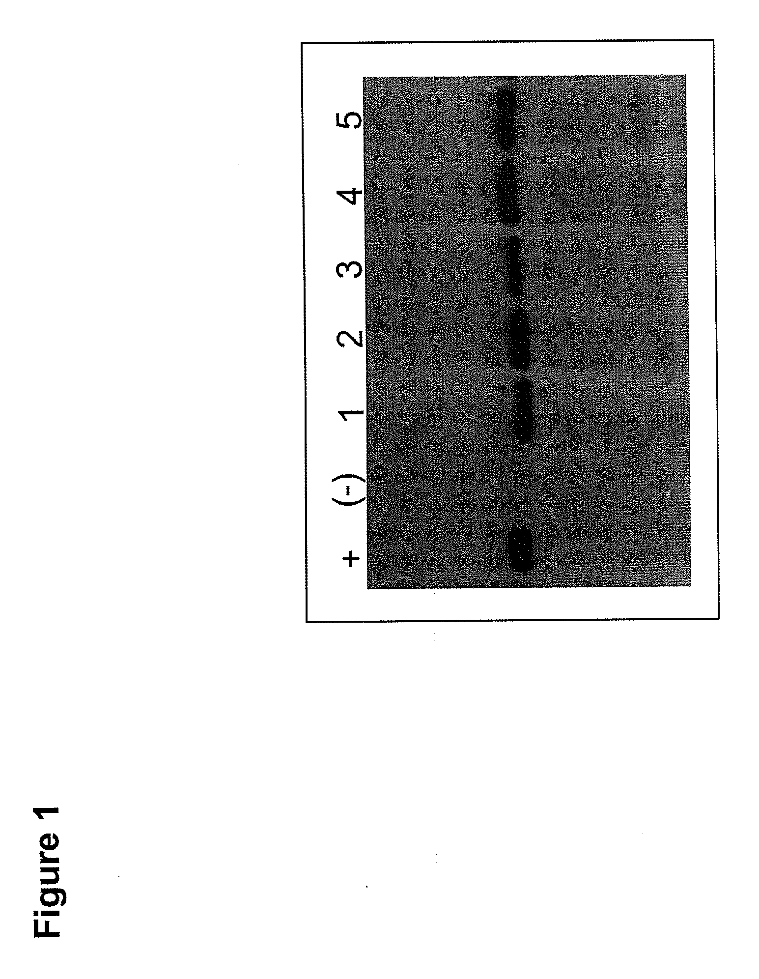 Immunogenic formulation