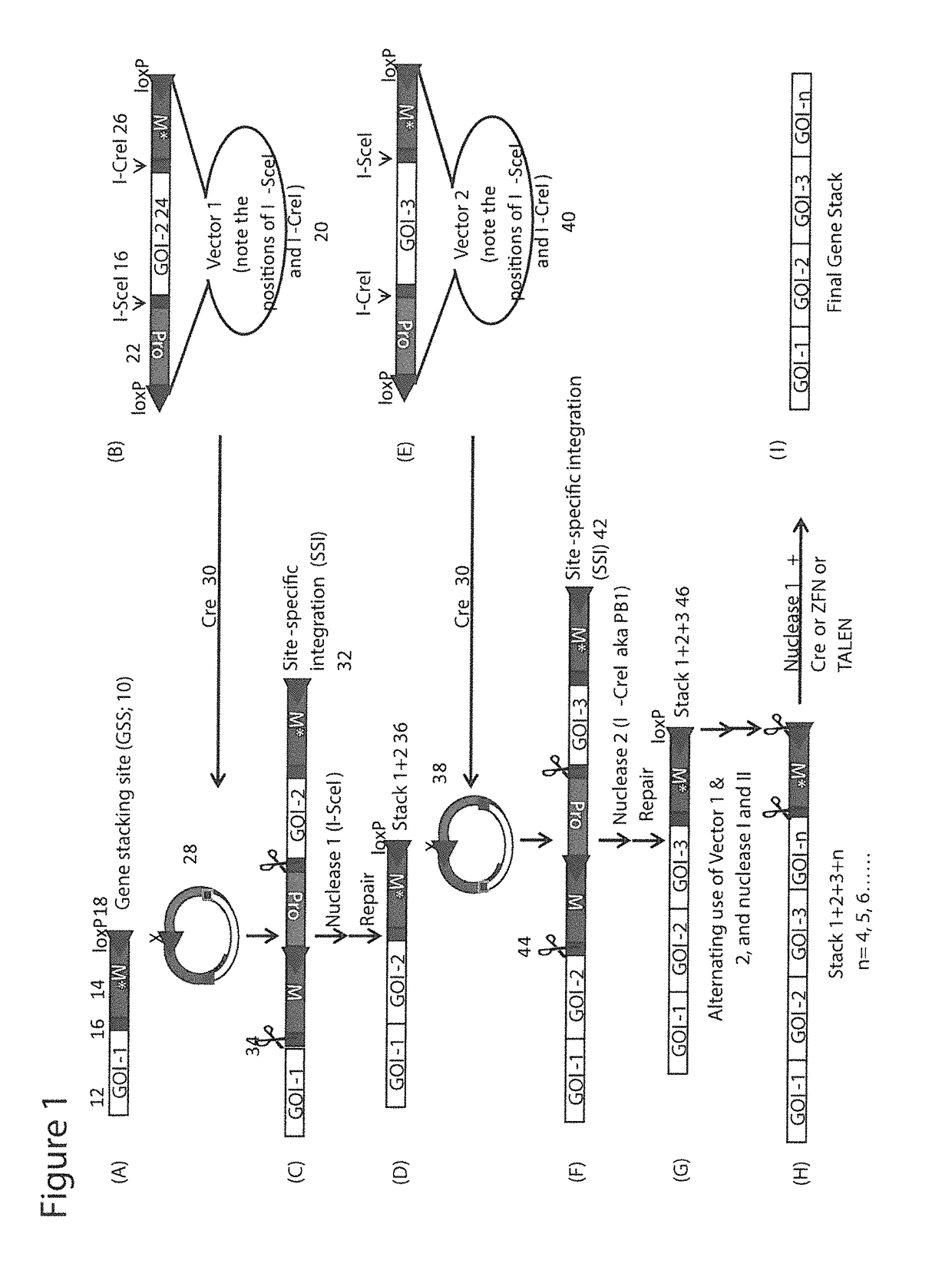 Method, vectors, cells, seeds and kits for stacking genes into a single genomic site