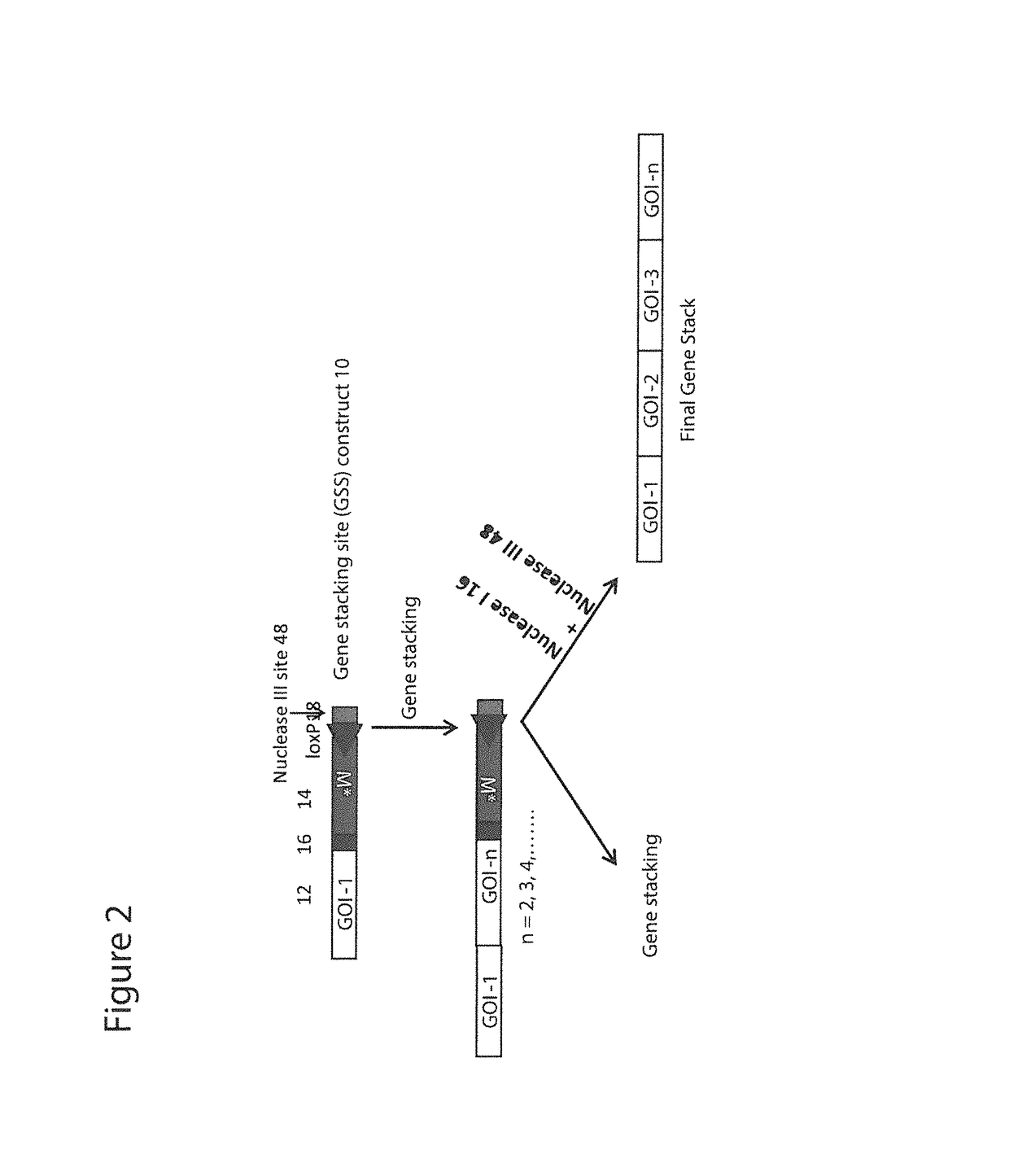 Method, vectors, cells, seeds and kits for stacking genes into a single genomic site