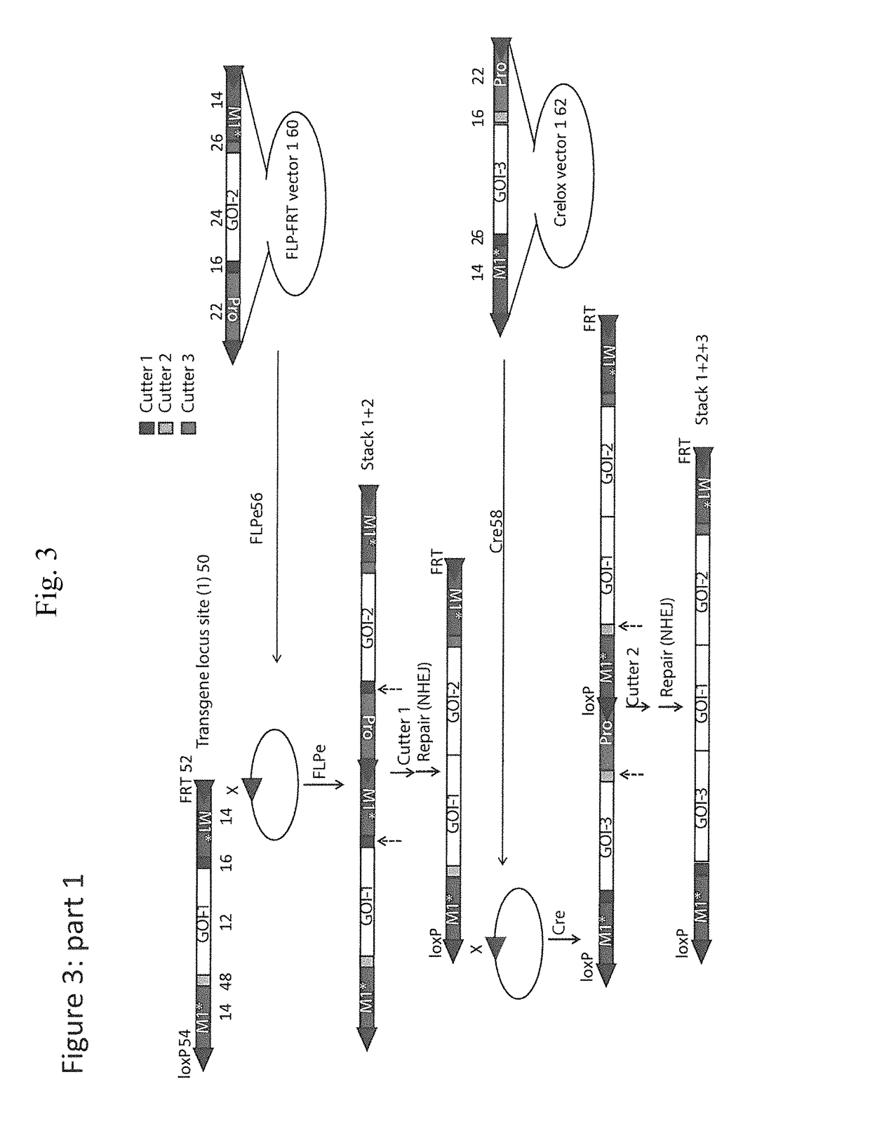 Method, vectors, cells, seeds and kits for stacking genes into a single genomic site