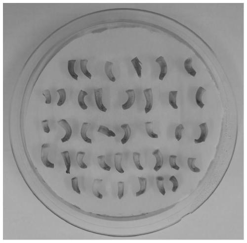 Genetic transformation method for mung beans