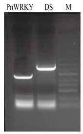 Preparation method of ginsenoside Rh2