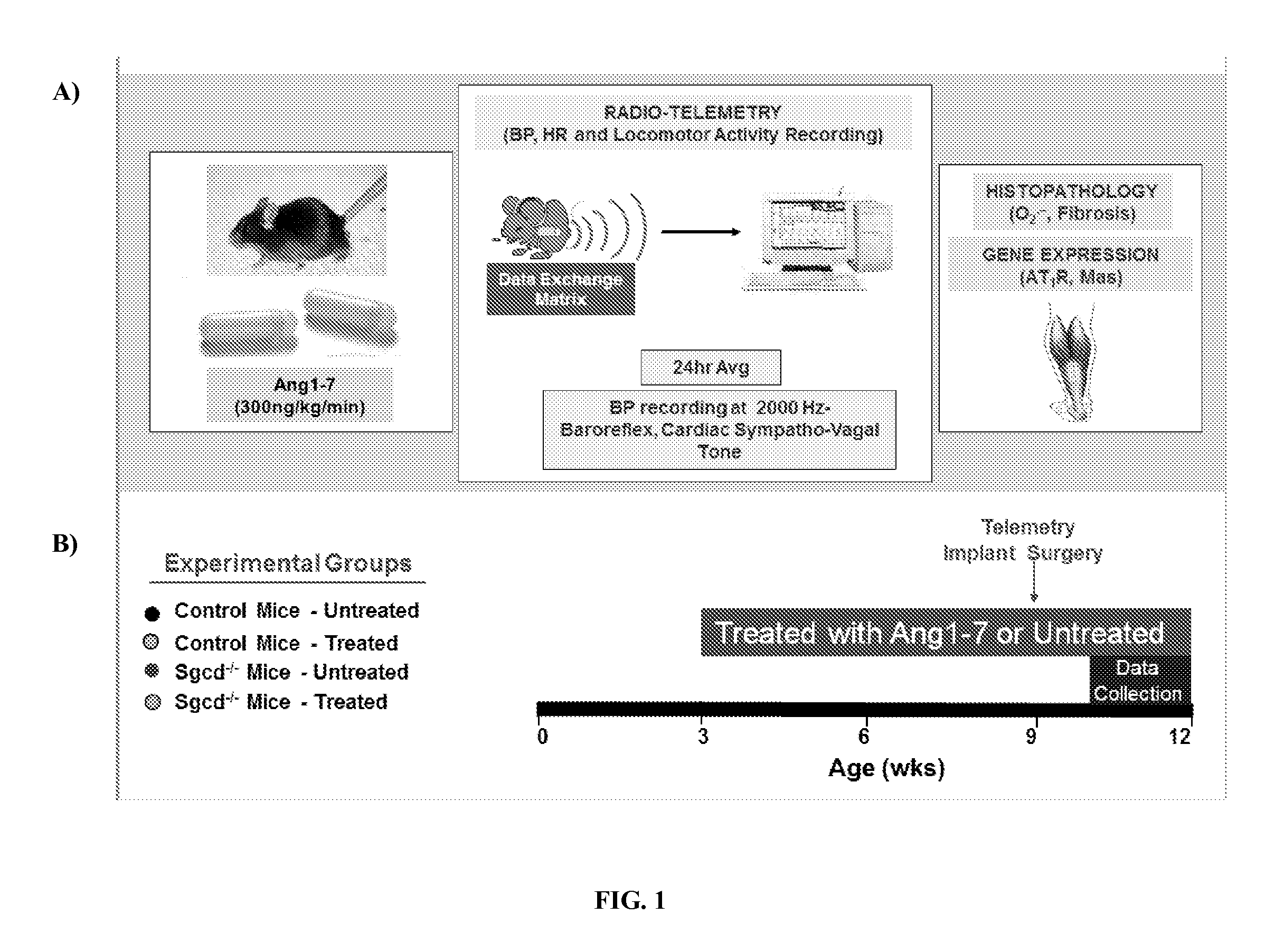 Angiotensins in muscular dystrophy