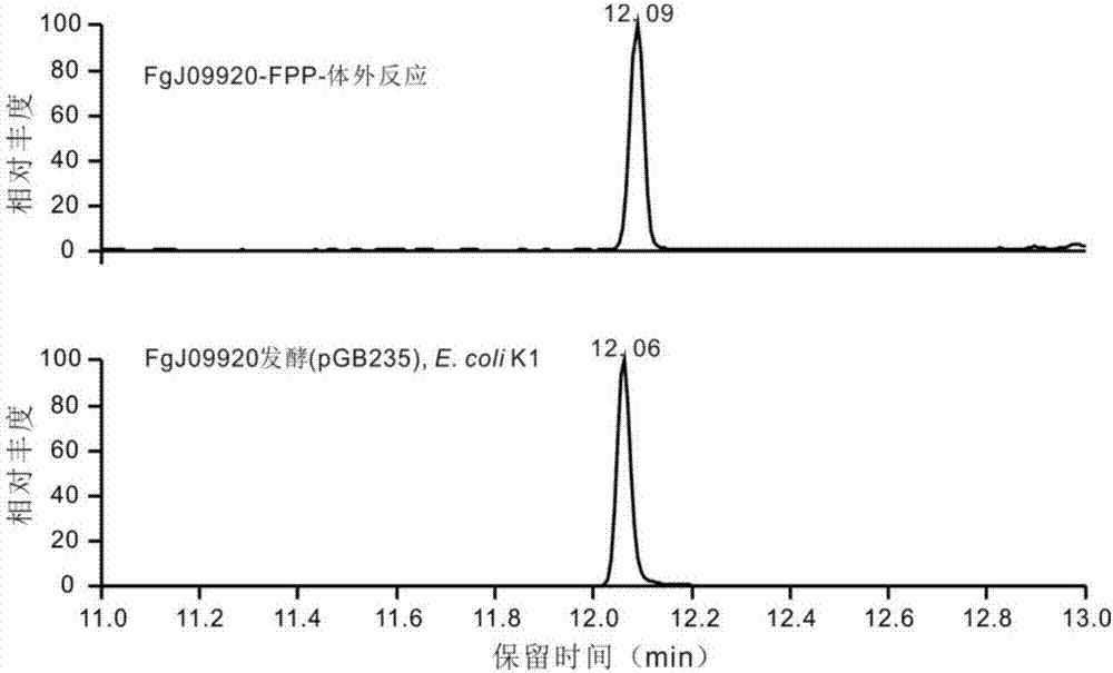 Terpene synthase for producing koraiol and application of terpene synthase