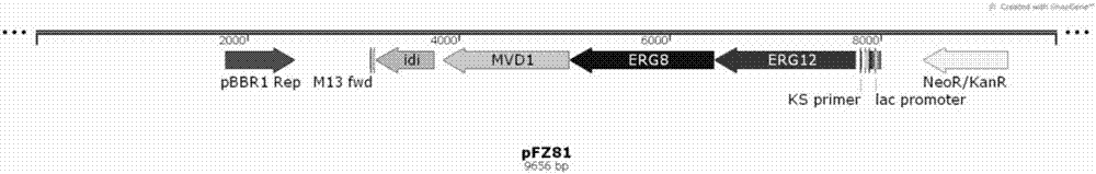 Terpene synthase for producing koraiol and application of terpene synthase