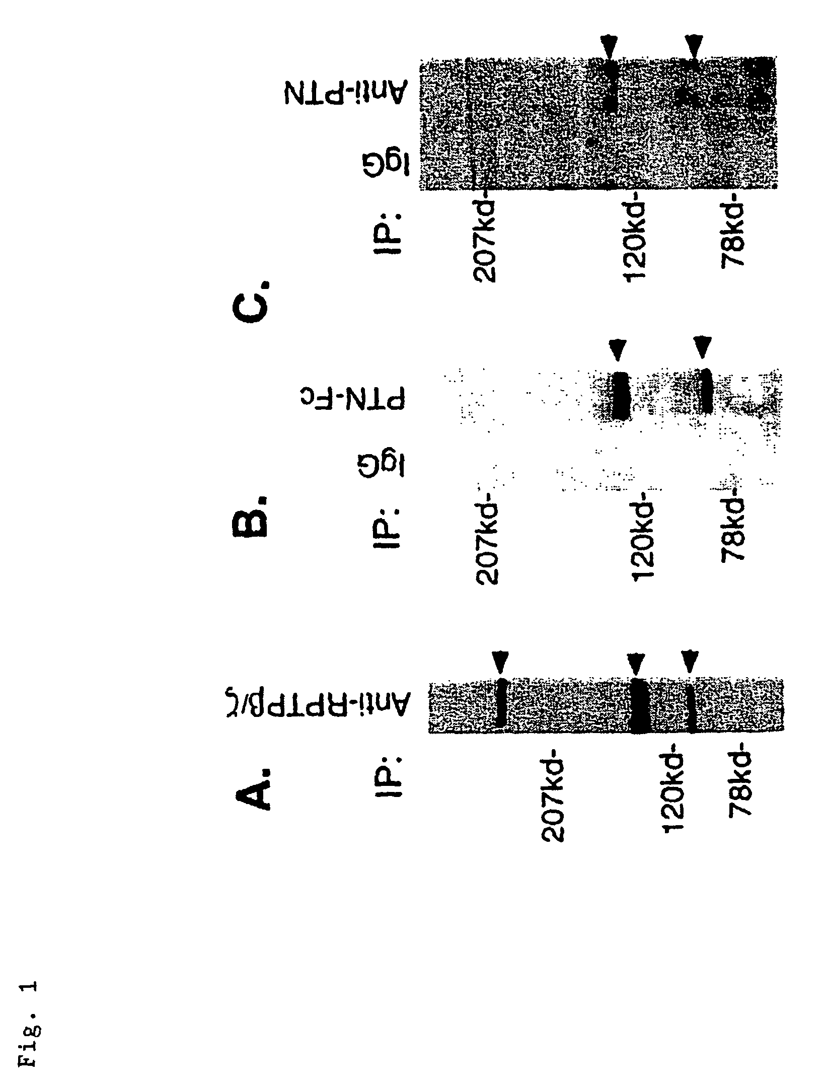 Modulation of pleiotrophin signaling by receptor-type protein tyrosine phosphatase beta/zeta