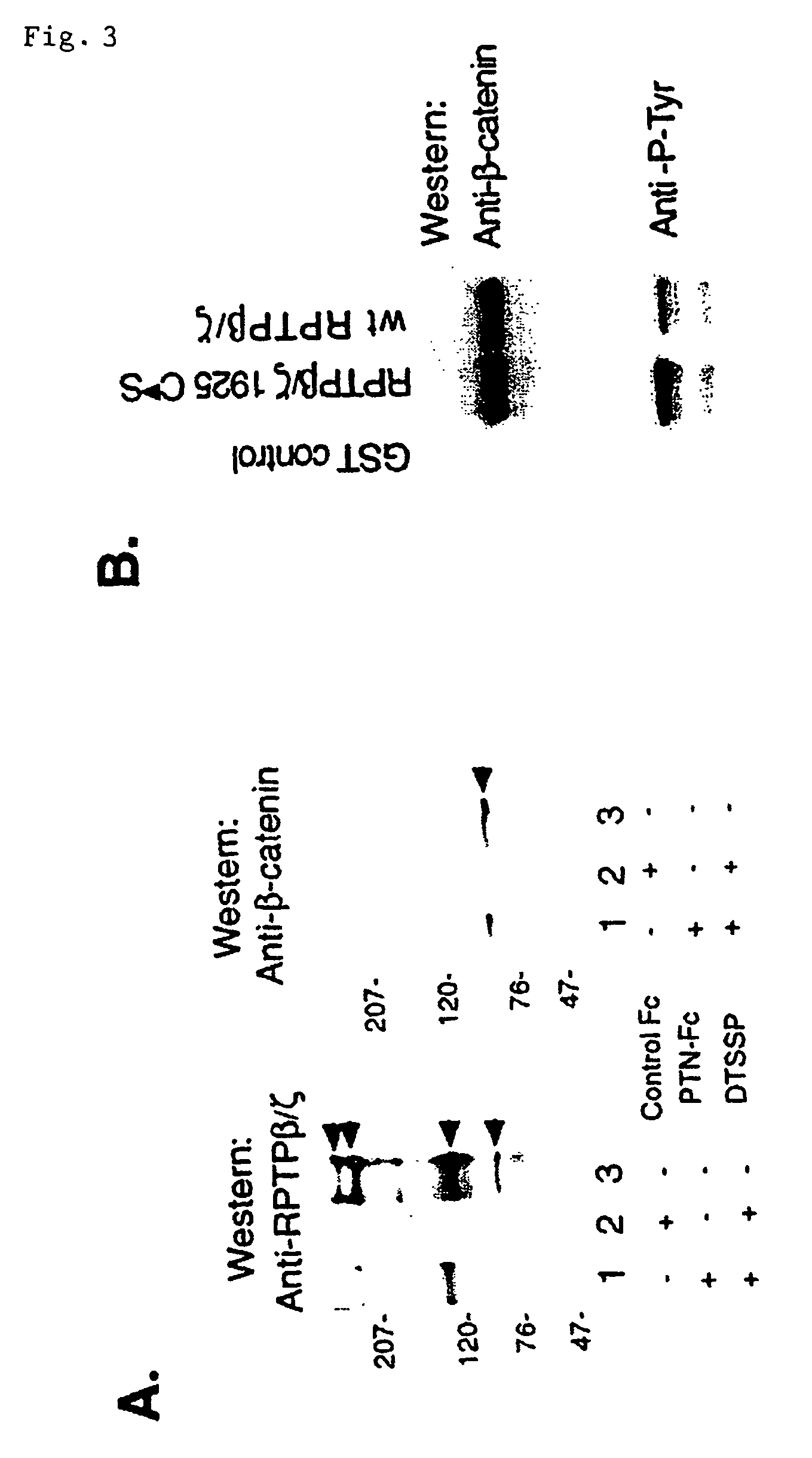 Modulation of pleiotrophin signaling by receptor-type protein tyrosine phosphatase beta/zeta