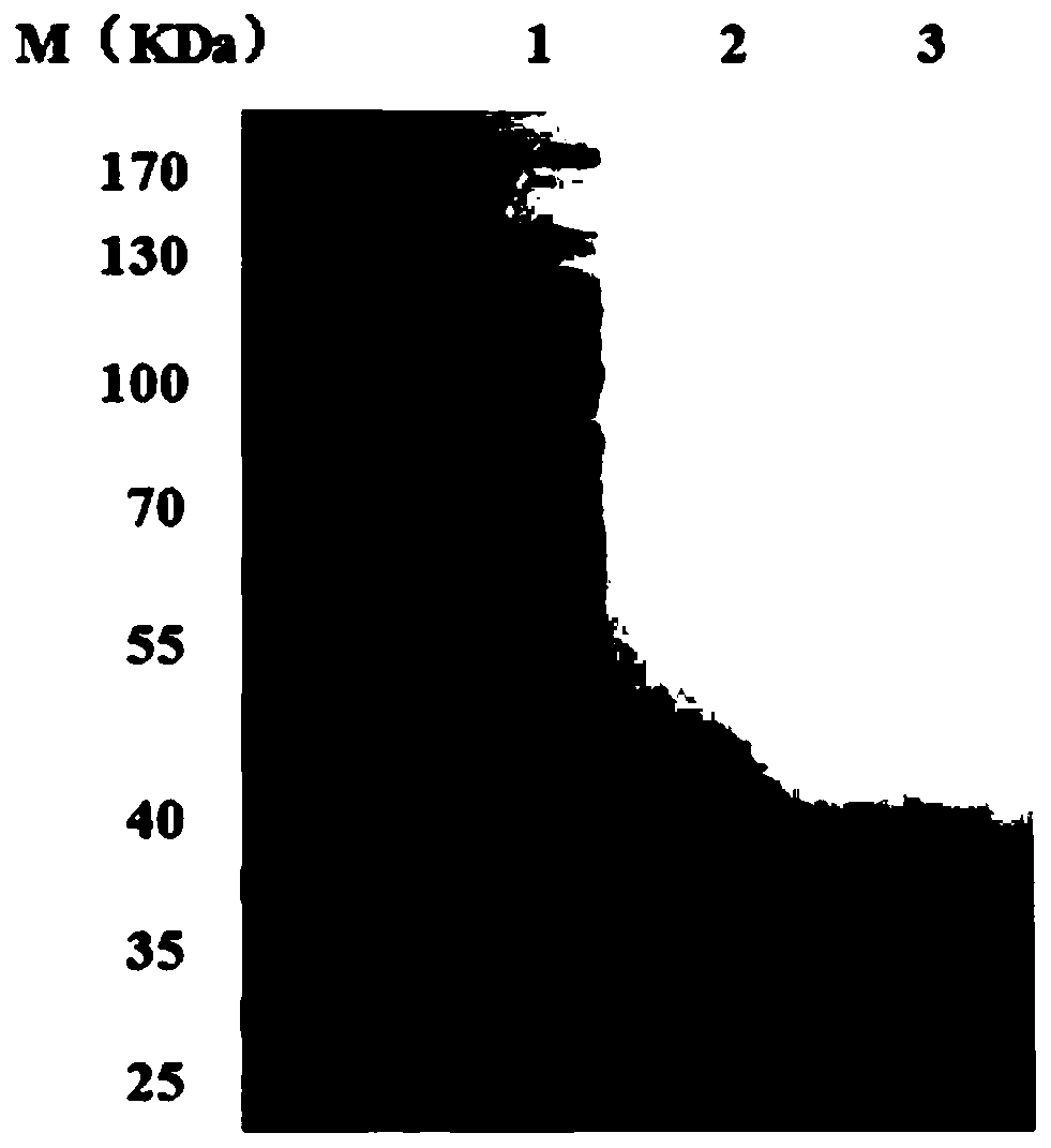 Method for hydrolyzing zearalenone and derivatives thereof