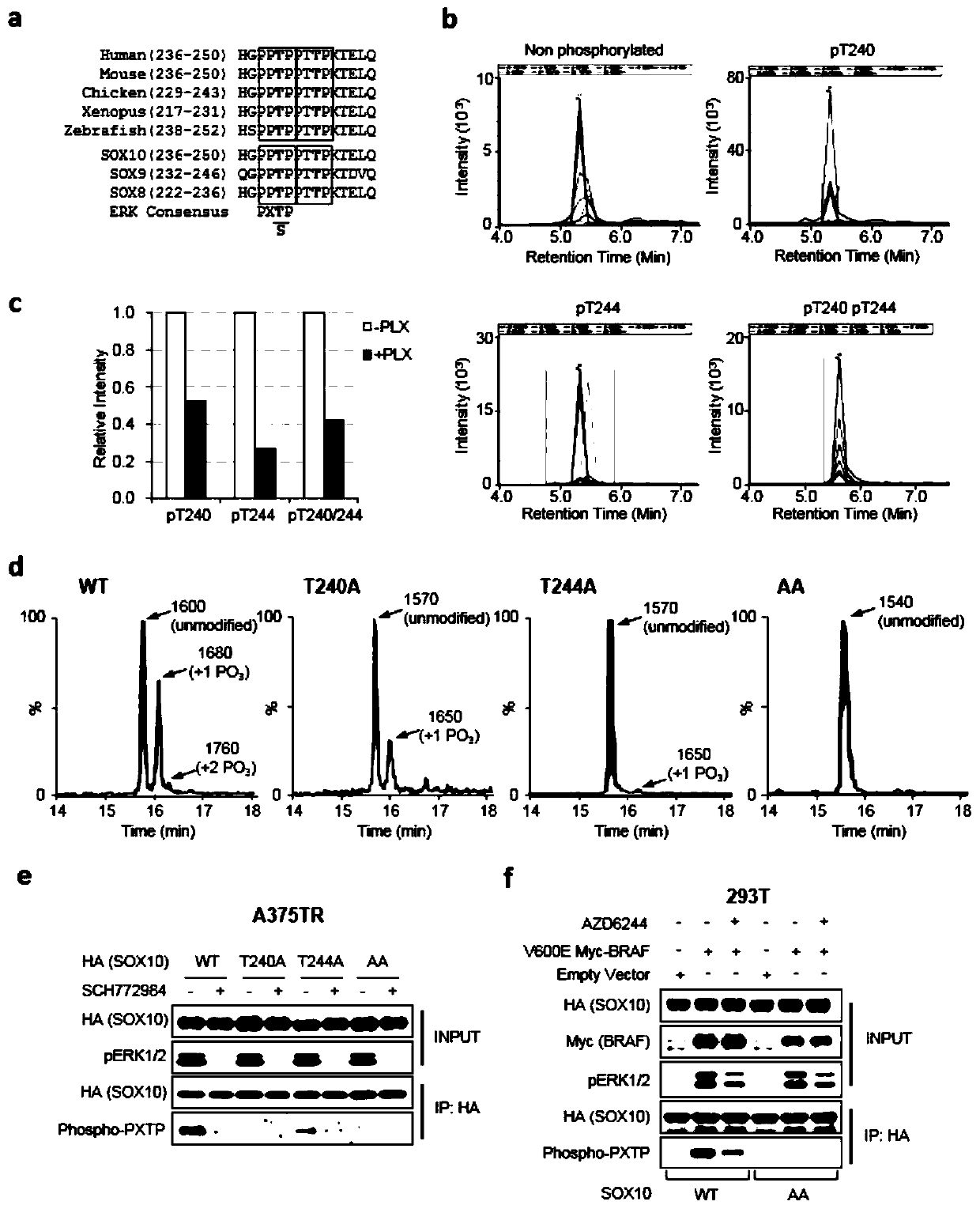 Application of gene sox10 as a target in the preparation of drugs for delaying adaptive drug resistance of melanoma