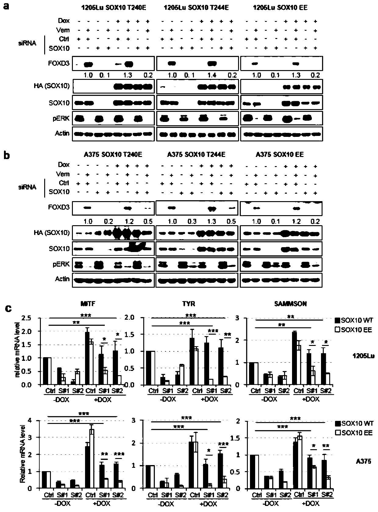 Application of gene sox10 as a target in the preparation of drugs for delaying adaptive drug resistance of melanoma