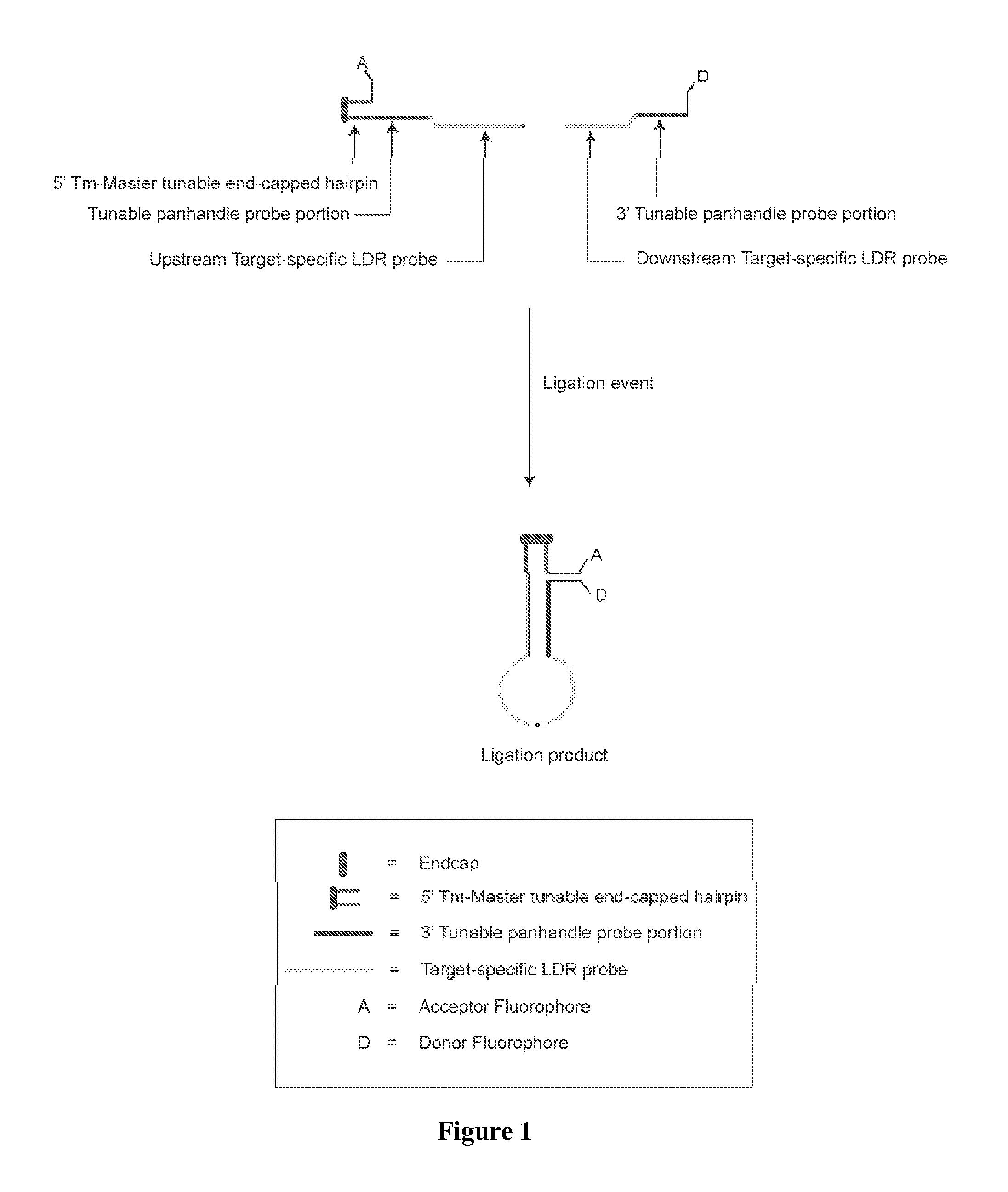 Detection of target nucleic acid sequences using fluorescence resonance energy transfer