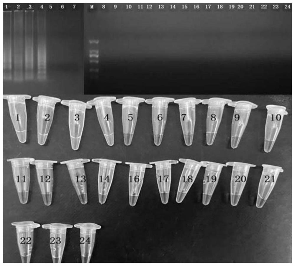 CPA detection primers, detection kit and detection method for enterotoxin B-producing staphylococcus aureus