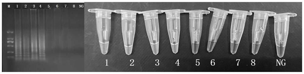 CPA detection primers, detection kit and detection method for enterotoxin B-producing staphylococcus aureus