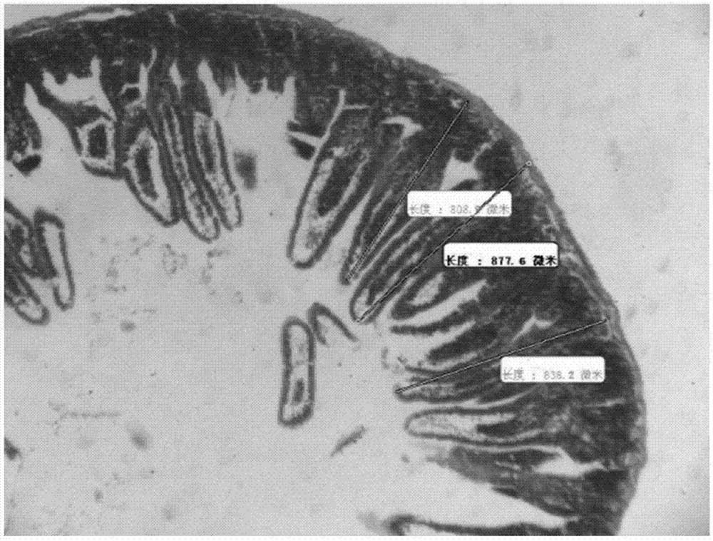 Novel stomach invigorating tangerine peel powder and preparation method and application thereof