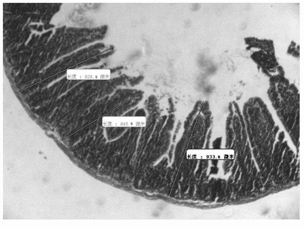 Novel stomach invigorating tangerine peel powder and preparation method and application thereof