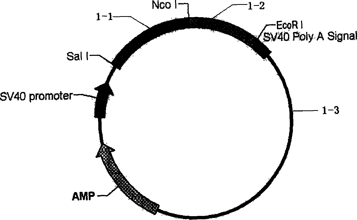 Plasmid containing recombinant immunological toxin MIP-1ª‡-DT390 aiming at activated Th1 cell, its preparation method and uses