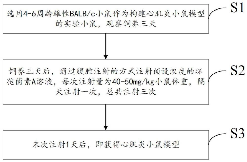 A mouse model of immunosuppressive myocarditis and its construction method and application