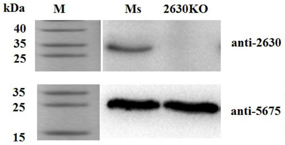 A kind of recombinant mycobacterium smegmatis strain of knocking out c-di-amp decomposing enzyme and its application