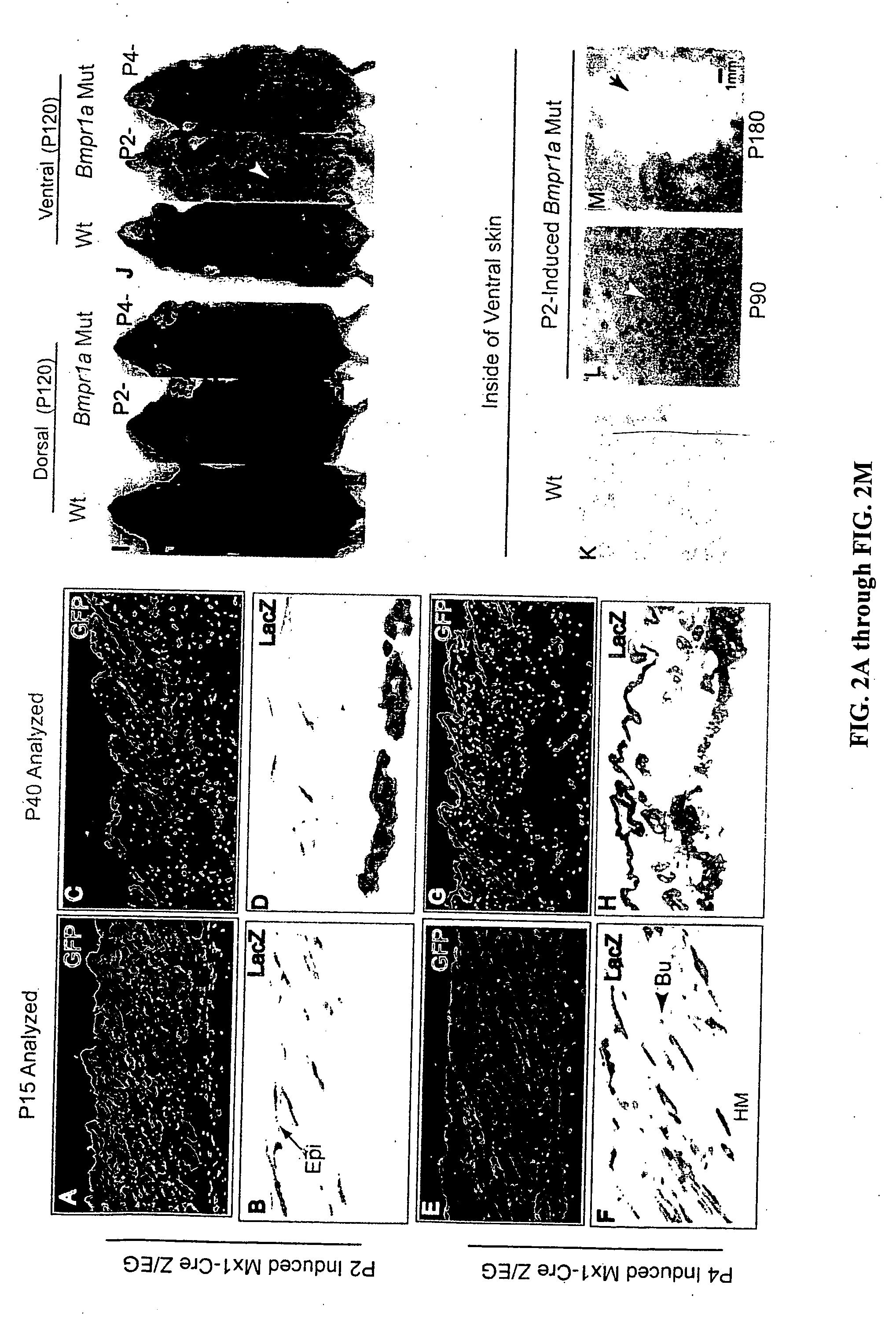 Methods and compositions for controlling hair follicle stem cell fate