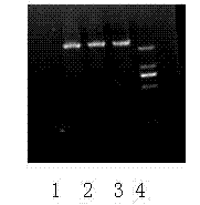 Method for identifying tomato yellow leaf curl virus resistance