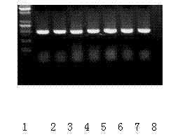 Method for identifying tomato yellow leaf curl virus resistance