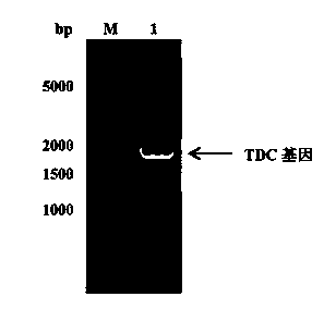 High-level soluble expression method and application of recombined tyrosine decarboxylase