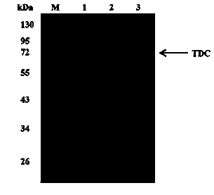 High-level soluble expression method and application of recombined tyrosine decarboxylase