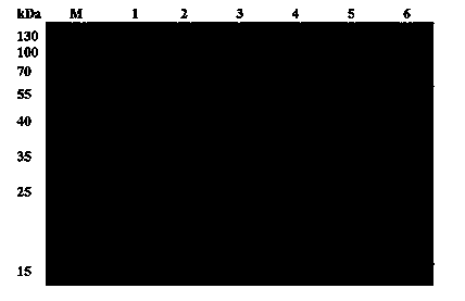 High-level soluble expression method and application of recombined tyrosine decarboxylase