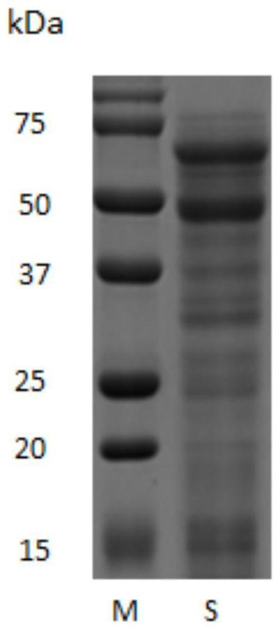 A novel self-assembled collagen and its preparation method