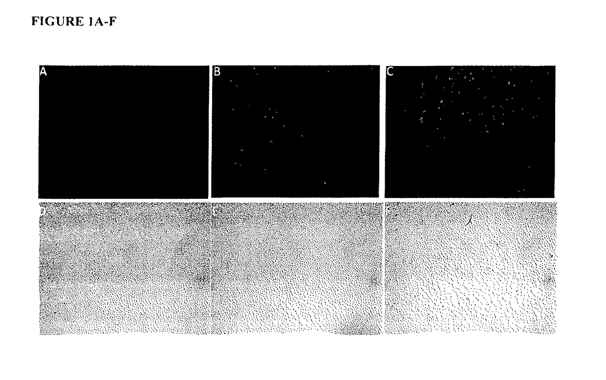 Peptide-mediated intravesical delivery of therapeutic and diagnostic agents