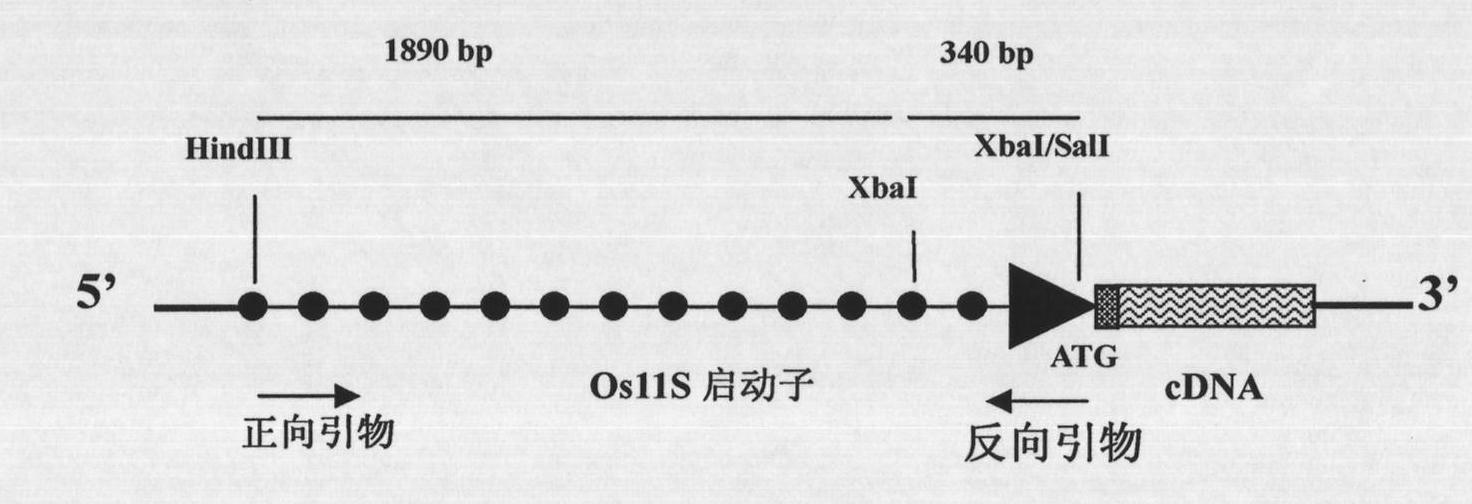 Specific expression promoter for plant embryo and application thereof