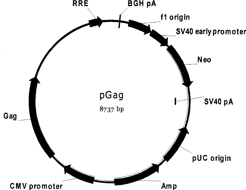 HIV stain drug-resistant phenotype analytical cell model and special pseudotype lentivirus therefor